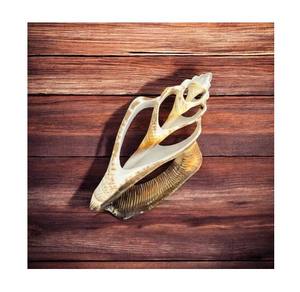 Superbe coquille de strombus coupée choix parfait pour les bijoux faits à la main et les conceptions artisanales personnalisées - Product Image 1