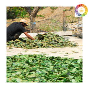 ใบ soursop graviola แห้ง-ขายร้อนจากเวียดนามที่มีคุณภาพพรีเมี่ยมและราคาที่แข่งขันได้2025 - Product Image 6