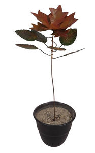 Estacas de jardín de flores de metal de alta venta Flor de metal decoración al aire libre estaca patio decoración artística - Product Image 2