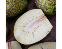 Bevroren Broodfruit Vietnam Origin Iqf Verwerken Betrouwbare Leverancier Van Bevroren Broodvruchten Geschilde Bevroren Broodvrucht In Bulkverpakking