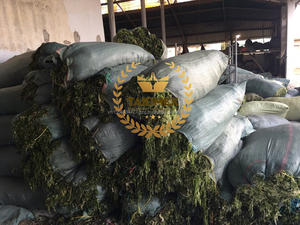 Meilleure qualité vert ulva lactuca laitue de mer algues vertes poudre d'algues vertes Ulva algues du Vietnam pour l'alimentation animale - Product Image 3