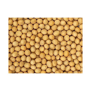 Fresh <b>Soybeans</b> Available for Sale with Non-GMO and Organic Certification Upon Request High Quality Top Grade - Product Image 3