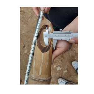 Poste de bambú seco-bastón de bambú recto natural Postes de bambú natural respetuosos con el medio ambiente fumigados de alta calidad para la construcción - Product Image 5