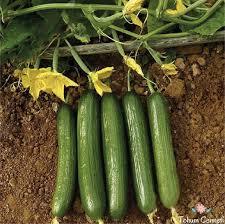 Semi di 500 biologici naturale Antalya campo aperto di mandorle semi di cetriolo