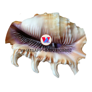 CONCHA DE VIEJA/CONCHA DE ARAÑA CONCHA PARA DECORACIÓN PRECIO BARATO Y ALTA CALIDAD DE VIETNAM - Product Image 1