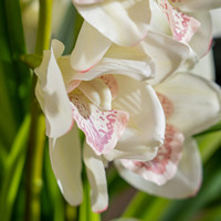 Orchidée Cymbidium Artificielle 65cm Rose et Blanche en Soie avec Pot en Céramique Blanc pour Centre de Table Vente en Gros