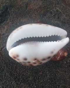 Conchas de cauri naturales hechas a medida en tamaño de 3 pulgadas disponibles con formas cortadas y sin cortar ideales para Tiendas de Cuentas y diseños de joyería - Product Image 2