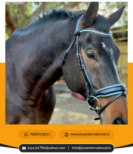 Bride à mors anatomique personnalisée en cuir roulé noir avec rembourrage bleu pour produits de dressage de chevaux - Product Image 3