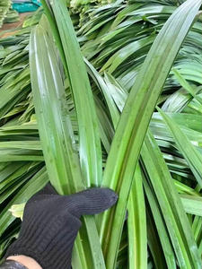 HOJAS DE PANDAN CONGELADAS/SECAS A PRECIO BAJO PARA EXPORTAR INGREDIENTE DE COCINA ASIÁTICO POPULAR DE VIETNAM - Product Image 4