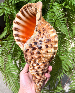 Coquilles de trompette magnifiquement formées parfaites pour la décoration côtière et les accessoires faits à la main - Product Image 6