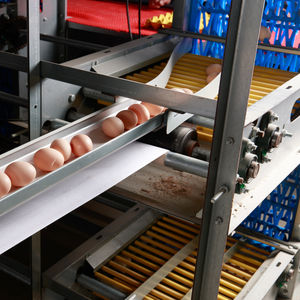 Porciones de pechuga de pollo congeladas Halal estándar de exportación procesadas bajo estrictos protocolos de garantía de calidad para compradores B2B - Product Image 6