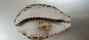 เปลือกหอยสังข์ธรรมชาติขายส่ง รูปทรงยูนิคอร์น สำหรับตกแต่งตู้ปลา ตกแต่งบ้าน มีหลายขนาด วัสดุสำหรับงานฝีมือ - Product Image 3