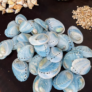 Concha de abulón azul natural de Vietnam: concha de mar decorativa para adornos interiores, domésticos y artesanales - Product Image 1