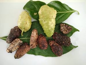 เวียดนามส่งออกผงโนนิผู้จำหน่ายขายส่งที่เชื่อถือได้พร้อมราคาที่แข่งขันได้ - Product Image 5