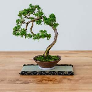 เสื่อทาทามิขนาดเล็ก ทำจากหญ้าอิกุสะแท้ - สีดำ - Product Image 4