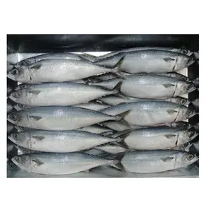 High Quality Seafood frozen horse mackerel blocks fish / mackerel tuna