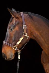 Hecho a mano Cosido-Polo Cuero Caballo Halter Mayorista Proveedor Compuesto de Excelente Calidad Caballo Halter Mejor Precio - Product Image 6