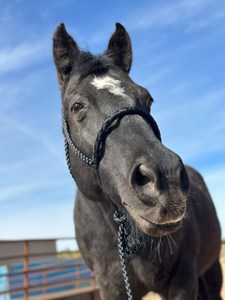 คุณภาพสูงที่กําหนดเองมือทําทนทานเทปล่อสีดําเชือกแขวนคอม้าปรับได้ที่การผลิตขายส่ง - Product Image 3