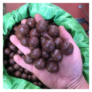 100% Vietnam noix de Macca séchées noix de Macca riche en protéines riches en huile taille sélectionnée emballage personnalisé par exportateur professionnel - Product Image 5