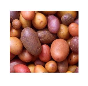 Pommes de terre en vrac fraîches à vendre, idéales pour les détaillants, les grossistes et les entreprises de transformation alimentaire - Product Image 5
