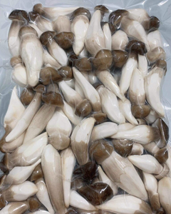 Hongo Termite Seco al por Mayor, Aroma Natural, Entrega Rápida - Product Image 1