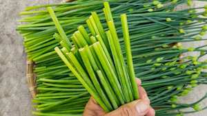 Suministro de cebollines congelados de marca privada para cadenas minoristas, importadores y distribuidores - Product Image 2