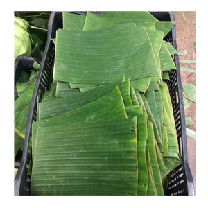 Feuille de bananier congelée en vrac du Vietnam, idéale pour les restaurants et les fabricants de produits alimentaires - Product Image 5