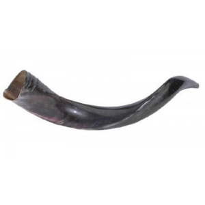 Shofar de Cuerno de Carnero Natural, Estilo Náutico, Ecológico, Pulido, para Decoración del Hogar y Uso Religioso - Product Image 5