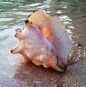 Conchas de Caracola Reina de Alta Calidad al por Mayor de Vietnam, Pulimentadas y Listas para Artesanía por Viet Fargimex - Product Image 2