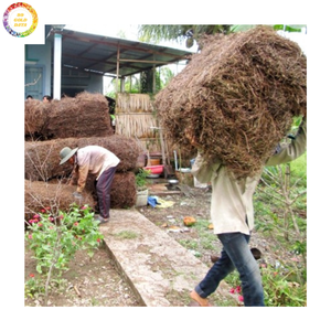 Gelée d'herbe à base de plantes de haute qualité-Exportation en vrac Feuilles de gelée d'herbe noire séchées vietnamiennes pour la transformation des aliments - Product Image 3