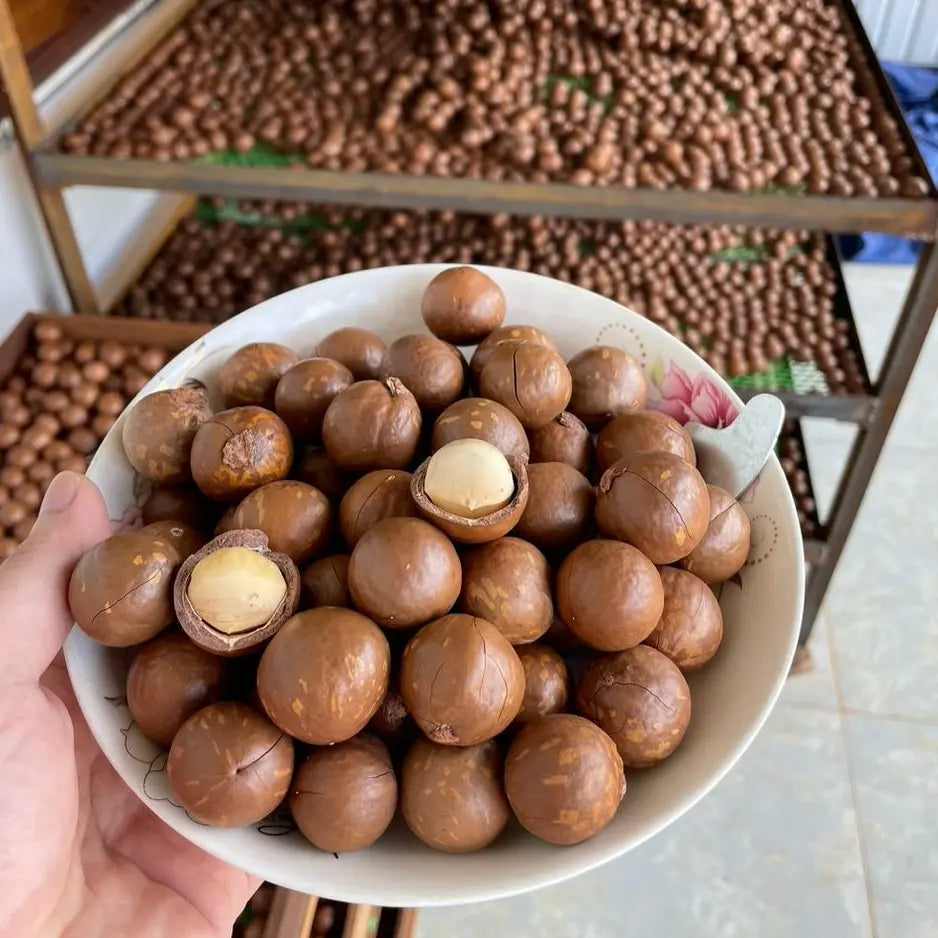 Органические орехи макадамия, собранные вручную по качеству, произведены во Вьетнаме