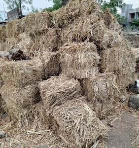 Bagasse séchée écologique pour l'alimentation du bétail - Résidu de canne à sucre riche en fibres - Source d'énergie biomasse durable - Product Image 3