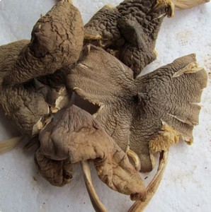 Vente En Gros Meilleur Prix Champignon Termite De Haute Qualité Cultivé Au Vietnam - Product Image 1