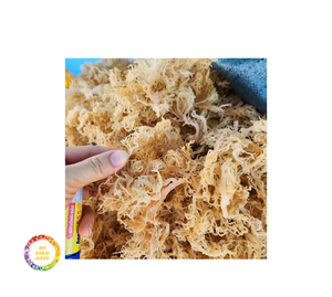 Premium <b>Dried</b> Seamoss Vietnam Wildcrafted Gold Irish Sea <b>Moss</b> Cottoni Seamoss Bulk Wholesale Supply - Product Image 1