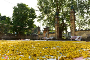 ดอกเบญจมาศอบแห้งตามธรรมชาติสำหรับการตกแต่งบ้านและงานกิจกรรมระดับพรีเมียมสำเนียงดอกไม้ที่หรูหราสำหรับงานแต่งงานและงานหัตถกรรม - Product Image 4