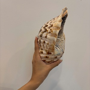 เปลือกหอยแท้ที่เก็บจากเวียดนามที่ใช้ในการตกแต่งภายในแสดงงานฝีมือและแสดงรีสอร์ท - Product Image 5