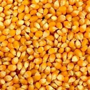 Proveedor Mayorista de Maíz Amarillo, Alimento para Animales, Cultivo Seco a Precio Económico - Product Image 5