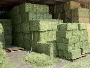 Heno de Alfalfa Natural con Alto Contenido de Fibra a la Venta al por Mayor, Heno de Alfalfa Verde Fresco de Primera Calidad, Rico en Proteínas, para Animales - Product Image 4