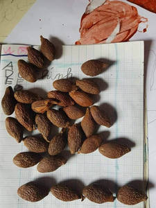 Bulk Export Cheap Price Malva <b>Nut</b> From Vietnam Supplier - Product Image 2