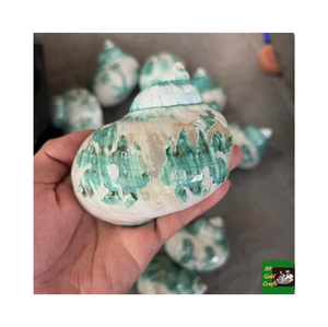Coquillages polis Turbo Burgess du Vietnam de haute qualité pour la décoration intérieure plusieurs tailles disponibles pour l'exportation artisanat aquatique - Product Image 5