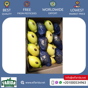 Limón Verna fresco de alta calidad de Egipto, suministro al por mayor, cítricos jugosos de Venta caliente con buen precio, exportador directo - Product Image 3