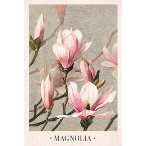 Affiche moderne vintage Magnolia de L. Prang & Co 1886 61x91,5 cm - Product Image 4