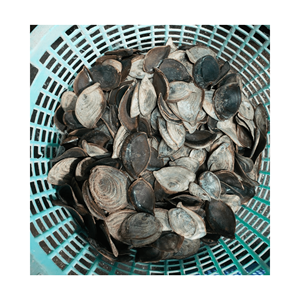 Concha de Reina seca Operculum Onycha Grade Premium/Trampilla seca Murex Seashell/Operculum rojo seco Murex - Product Image 6