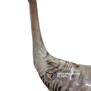 ฮอร์นแท้ shofar แตรธรรมชาติทำด้วยมือสำหรับวัตถุประสงค์ทางศาสนาและการตกแต่ง - Product Image 3