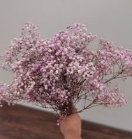 Sekelompok 5 tongkat bunga putih properti Gypsophila bunga alami yang diawetkan dekorasi pernikahan dan acara