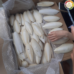 Matériaux marins sélectionnés Os de seiche du Vietnam Conçus pour les projets de conception artisanale et les applications décoratives générales - Product Image 4