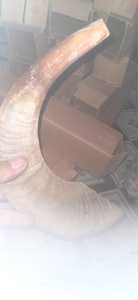 Shofar Horn Shofar Kudu Cuerno Instrumento musical judío Animal de la familia Bovidae - Product Image 6