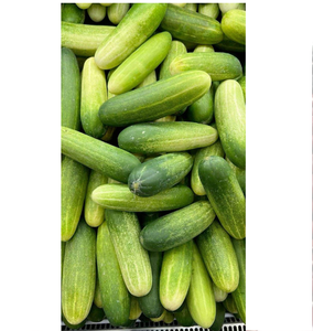 Pepino Fresco de Primera Calidad para Exportación, Fresco de Granja, Libre de Pesticidas, Proveedor Mayorista - Product Image 2