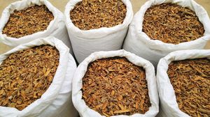 Meilleure qualité Vietnam épices simples herbes séchées AD processus Cassia brut/cannelle 100% bas prix en gros M. Henry + 84368591192 - Product Image 4