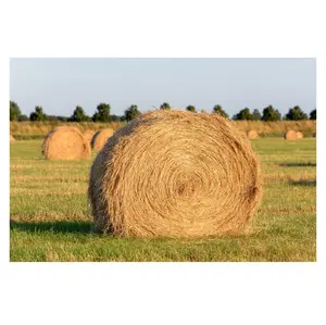 cattle and sheep animal feed forage grass